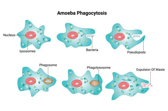 Download Amoeba Phagocytosis Science Design - Amoeba Collection