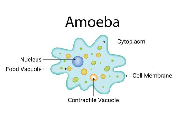 Download Amoeba Design Vector Illustration - Amoeba Collection